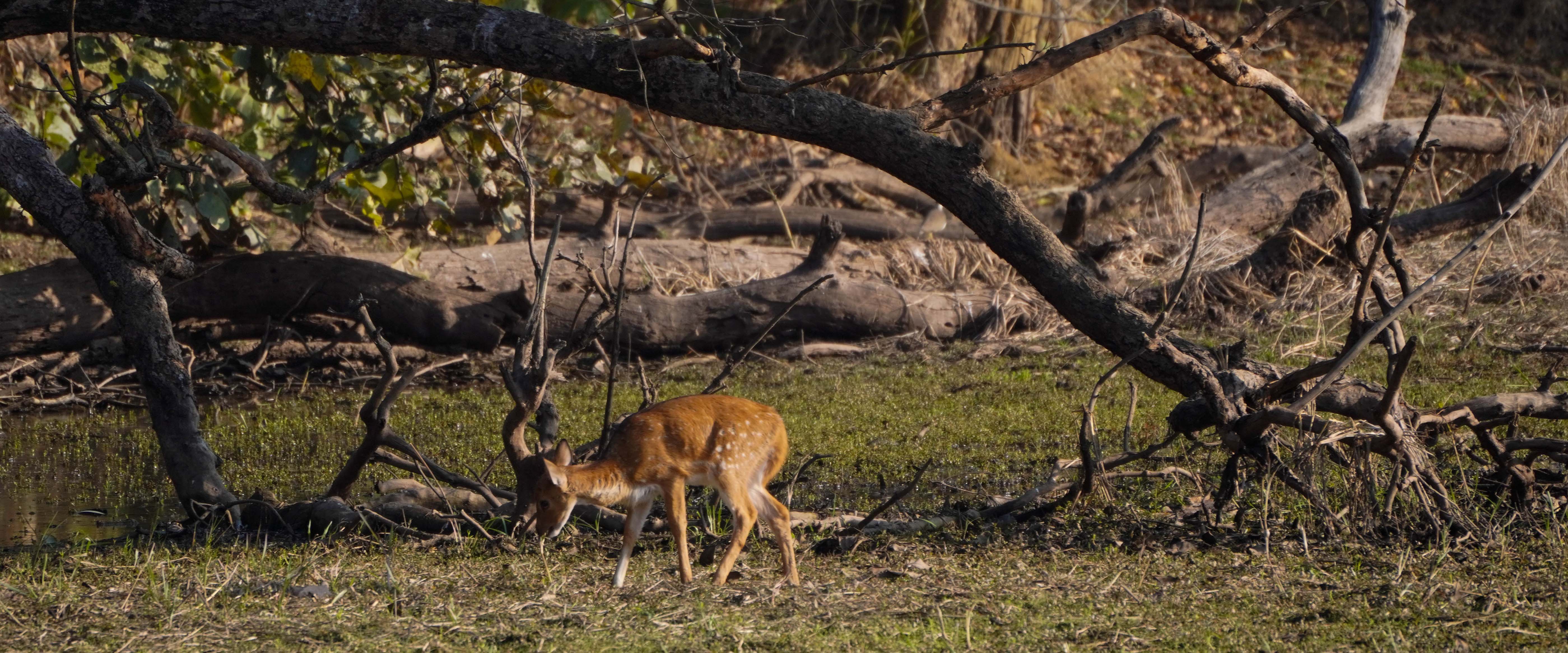 Bundelkhand wildlife