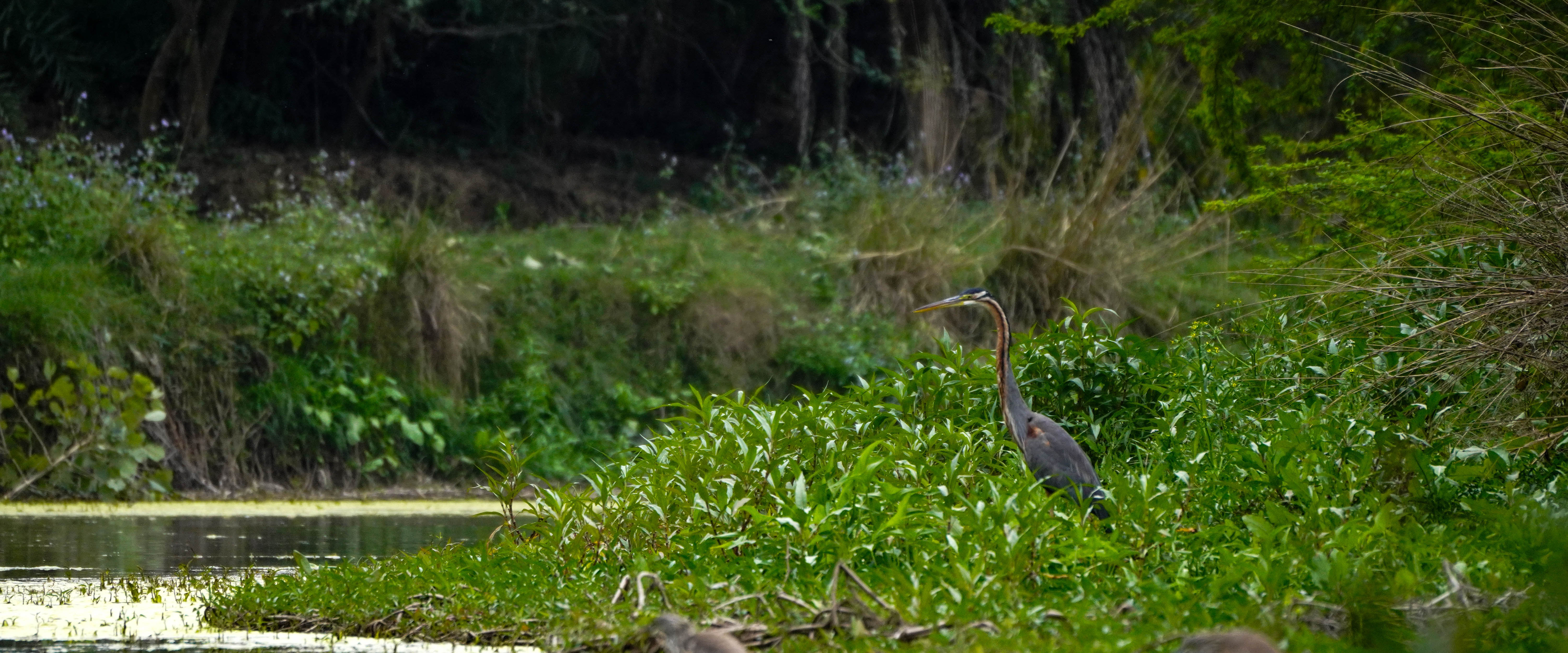 Wetland bird in Bundelkhand