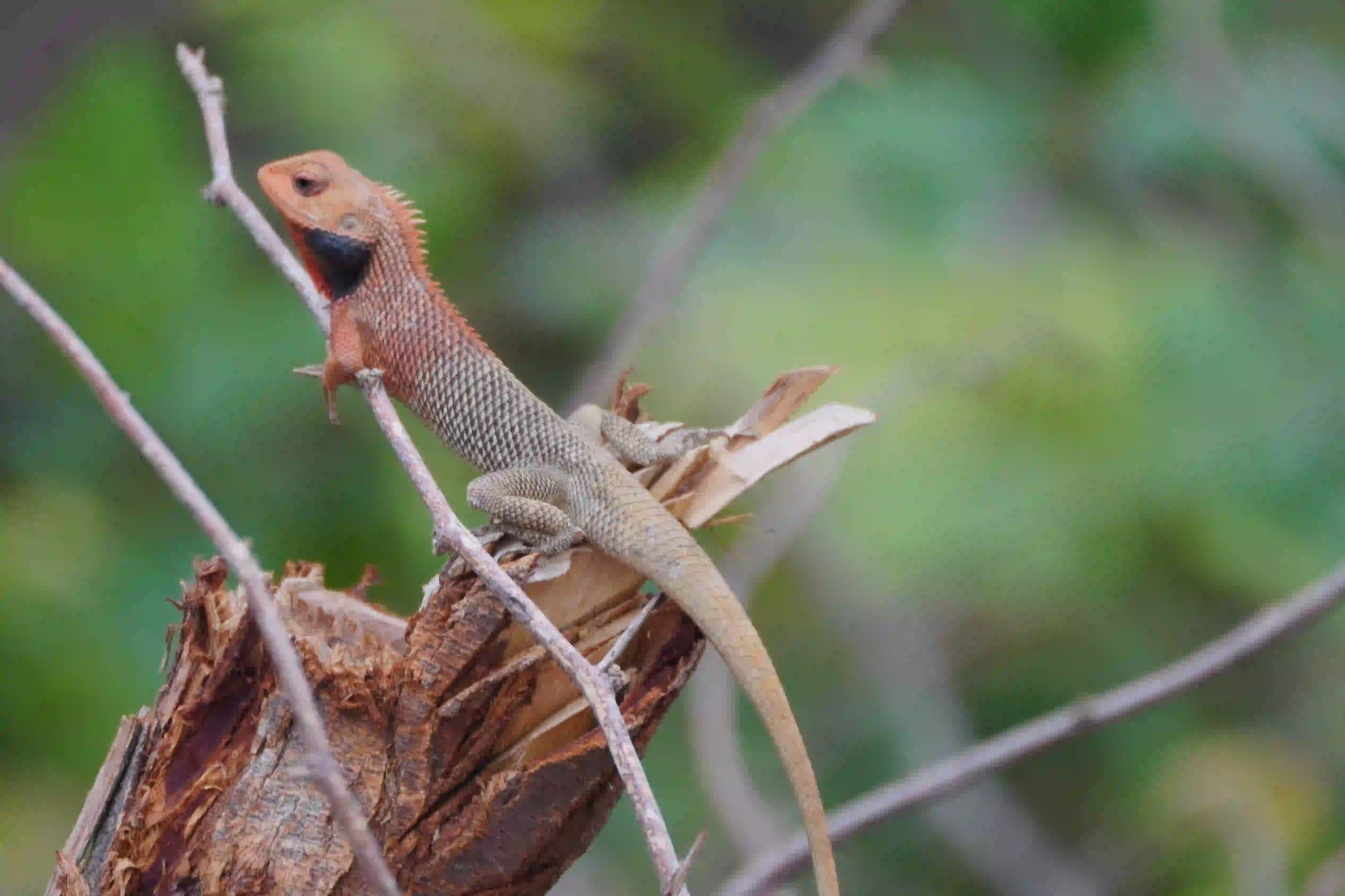 Girgit (Chameleon)