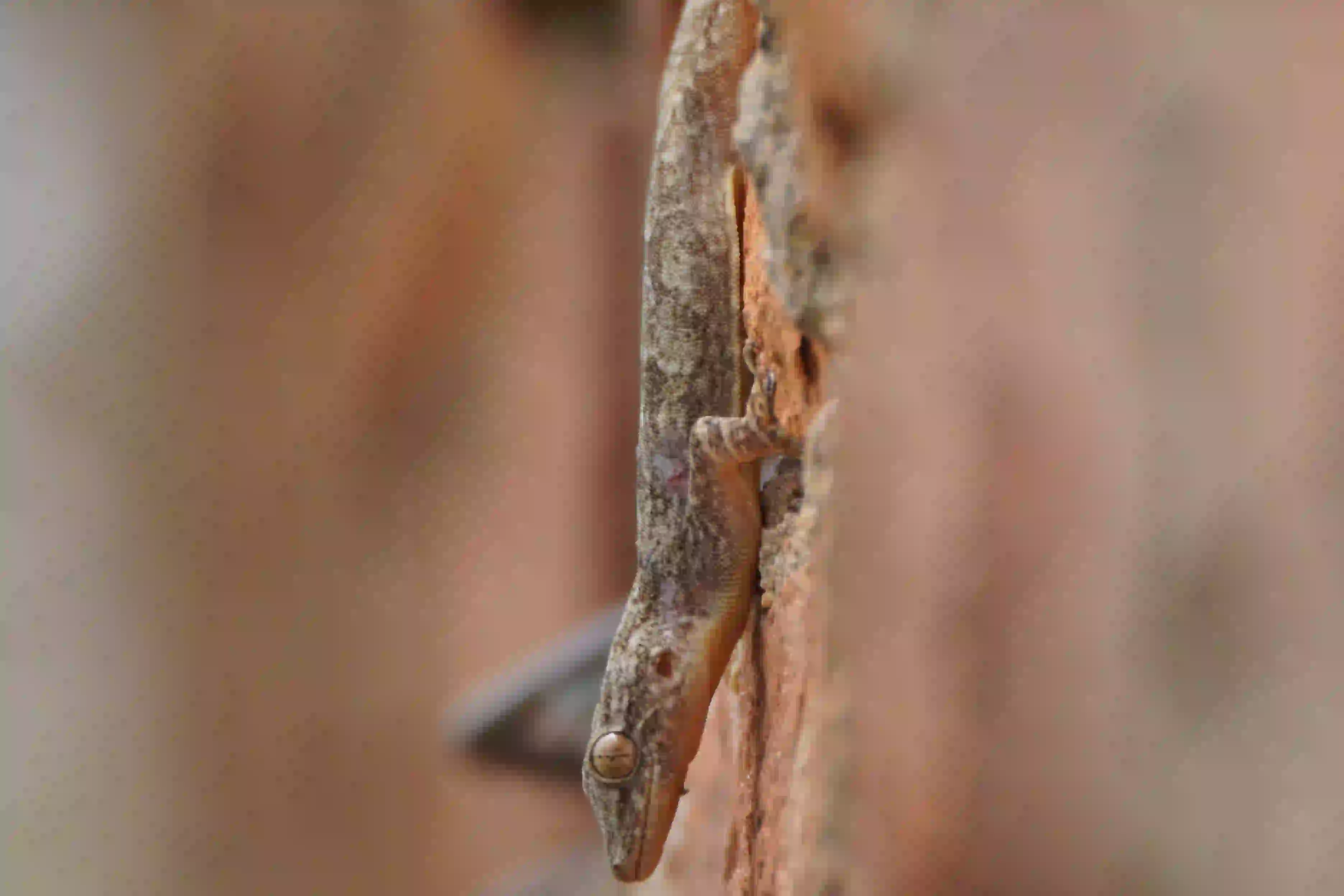 Home Lizard
