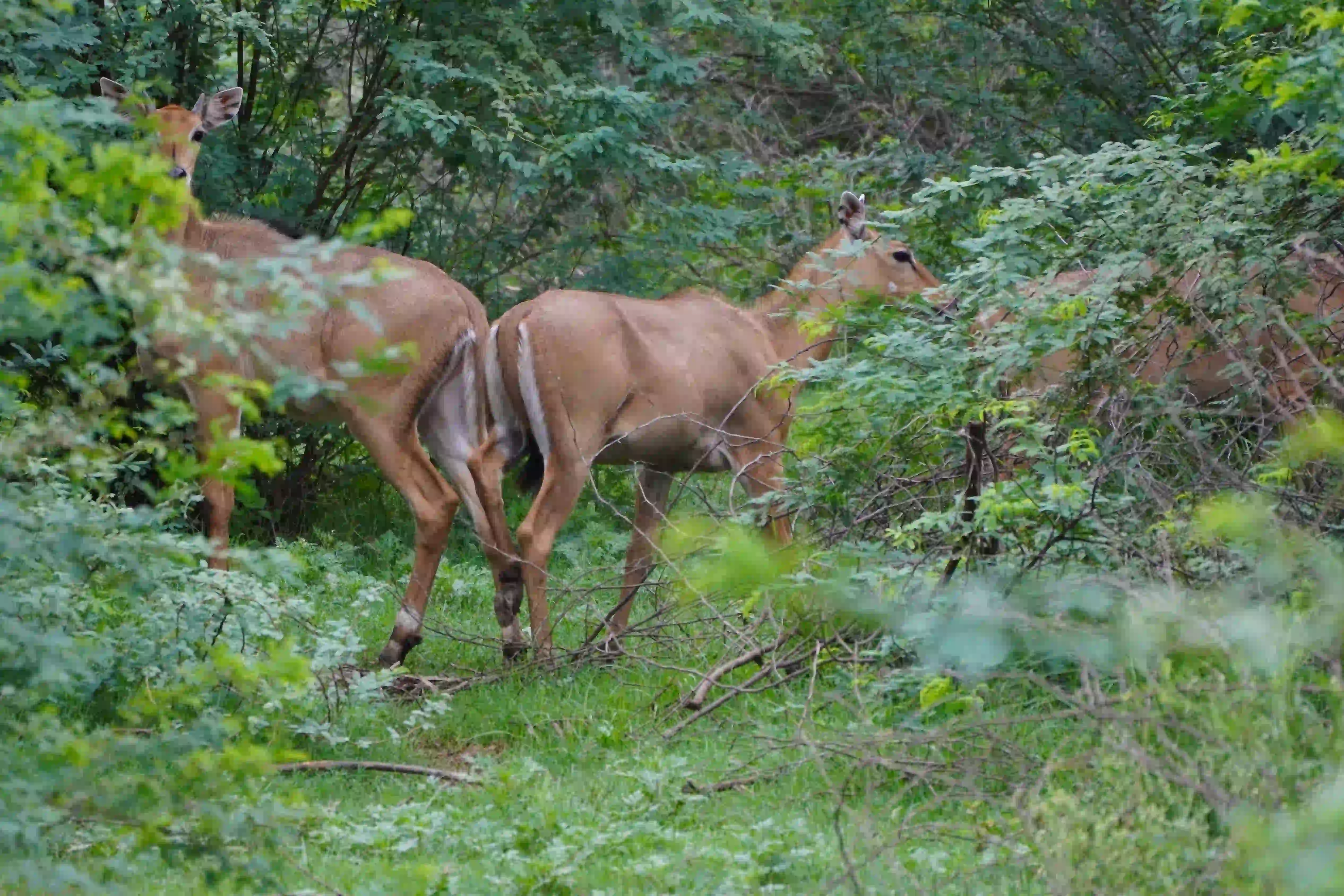Nilgai (Neel Gai)