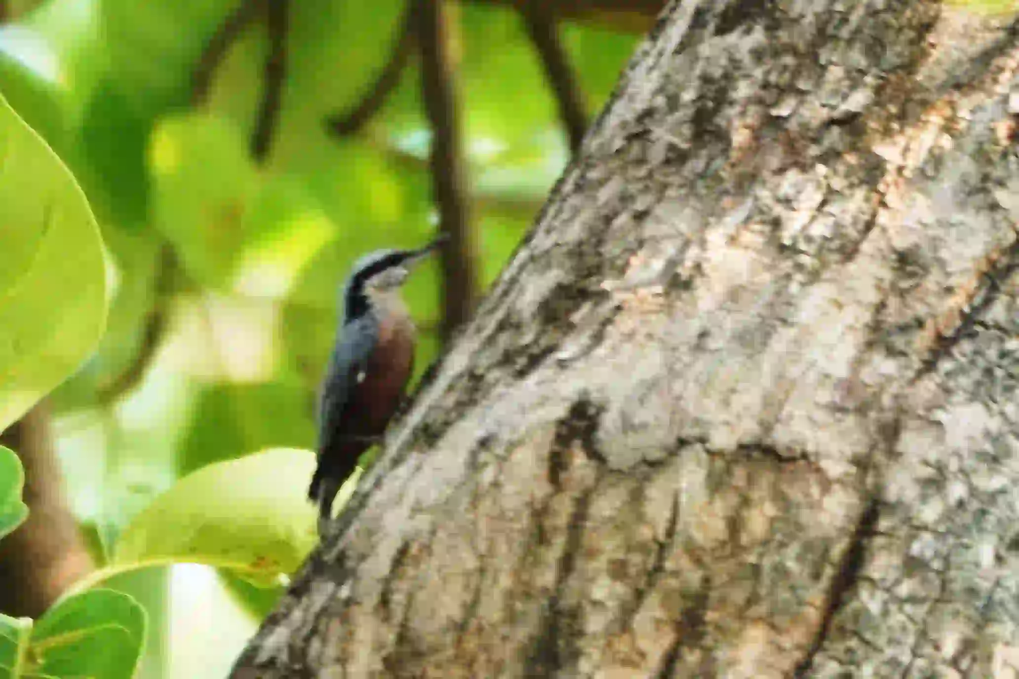 Nuthatch