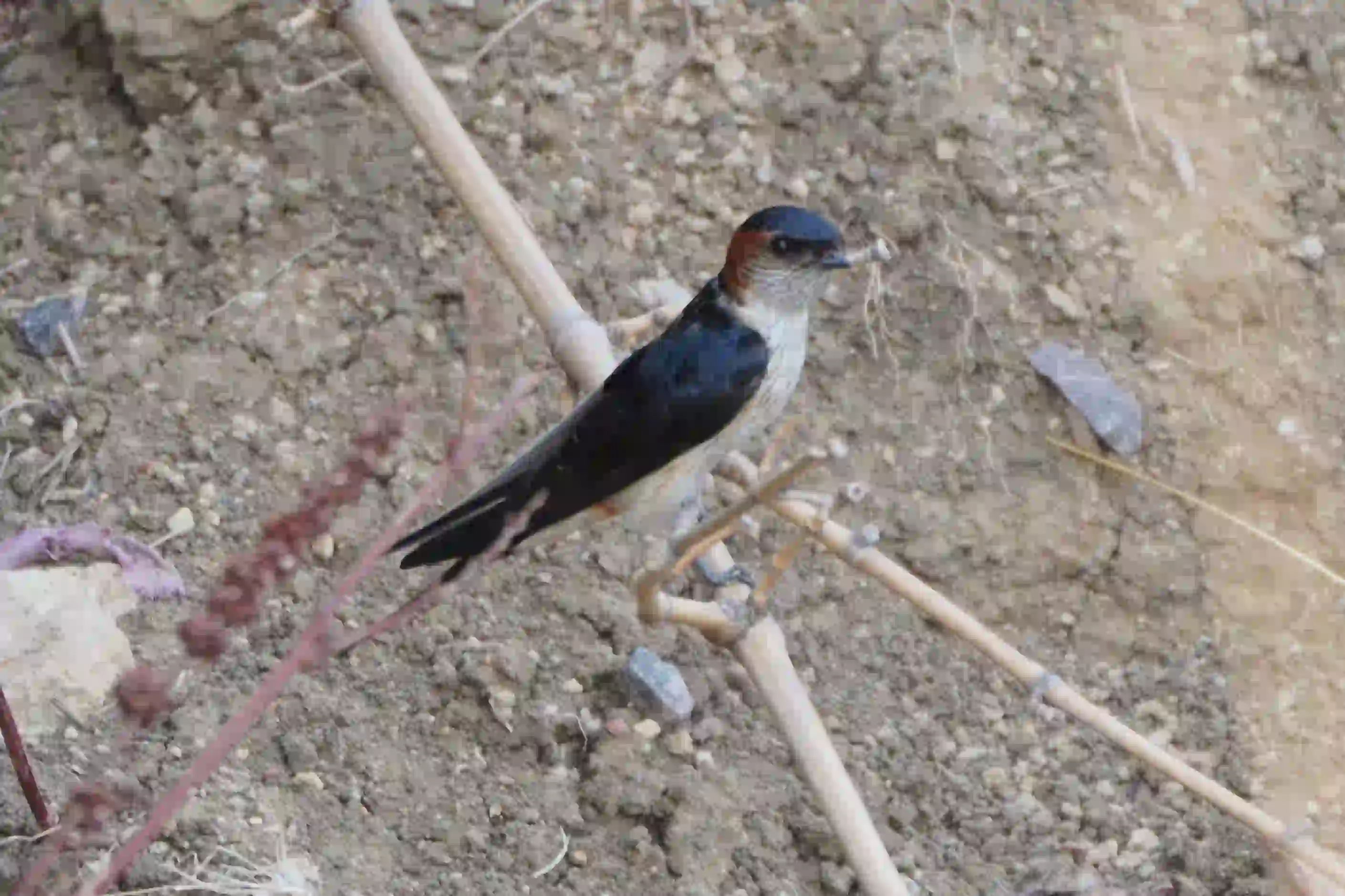 Swallow