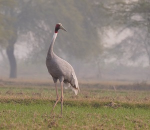 Sarus Crane