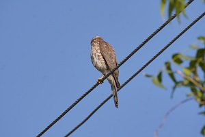 Sikra (Shikra)