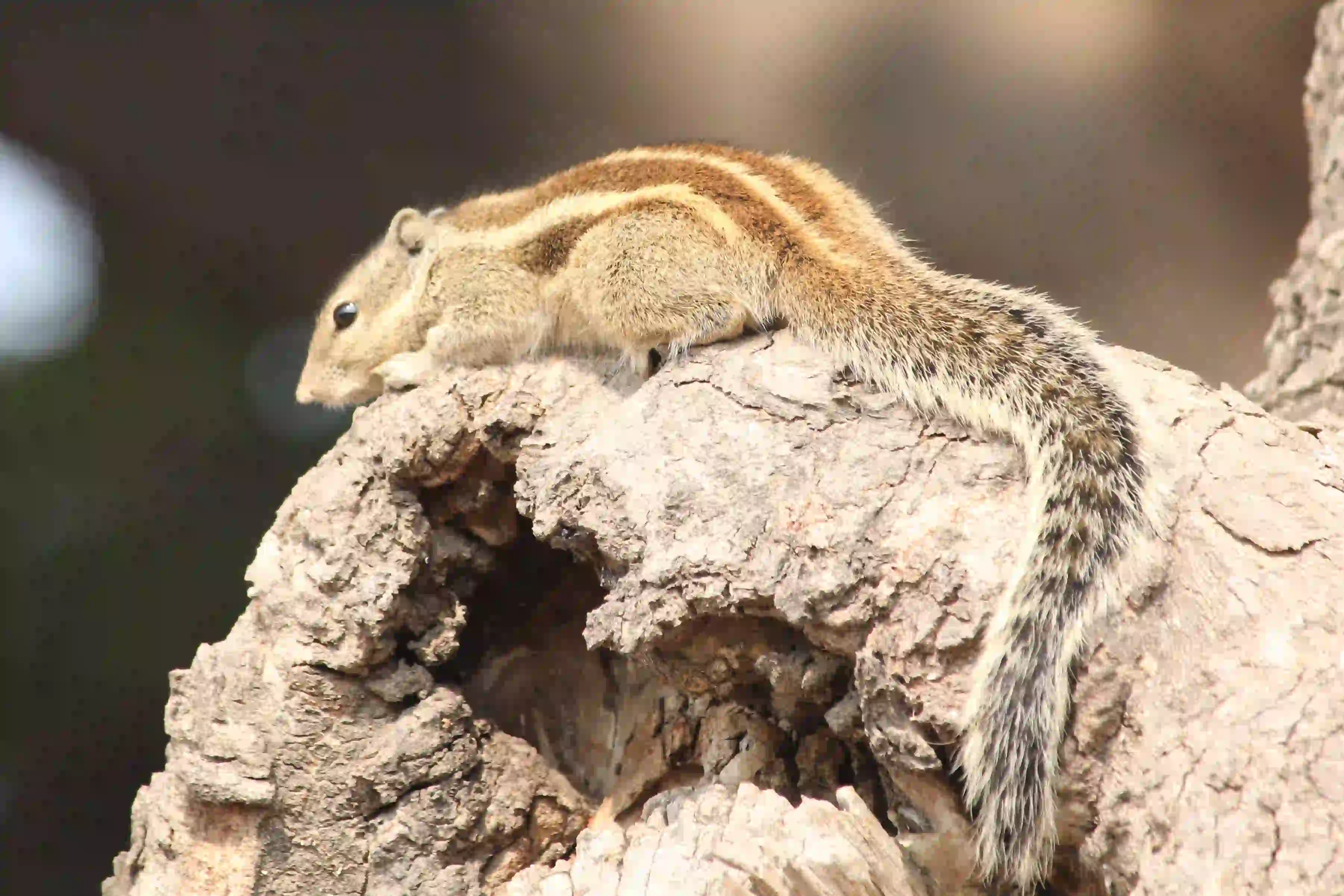 Squirrel