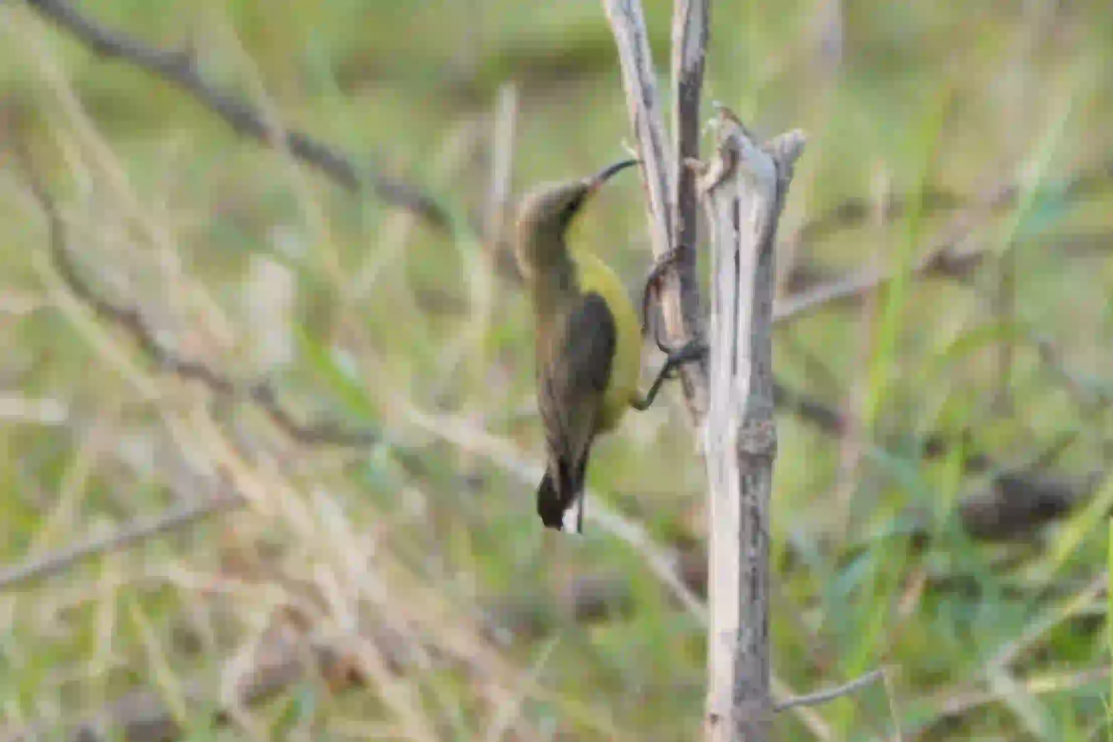 Sunbird