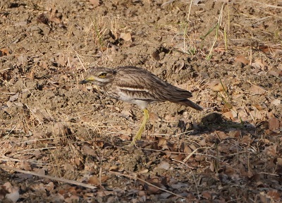 Indian Thick-knee (भारी घुटना वाला पक्षी)