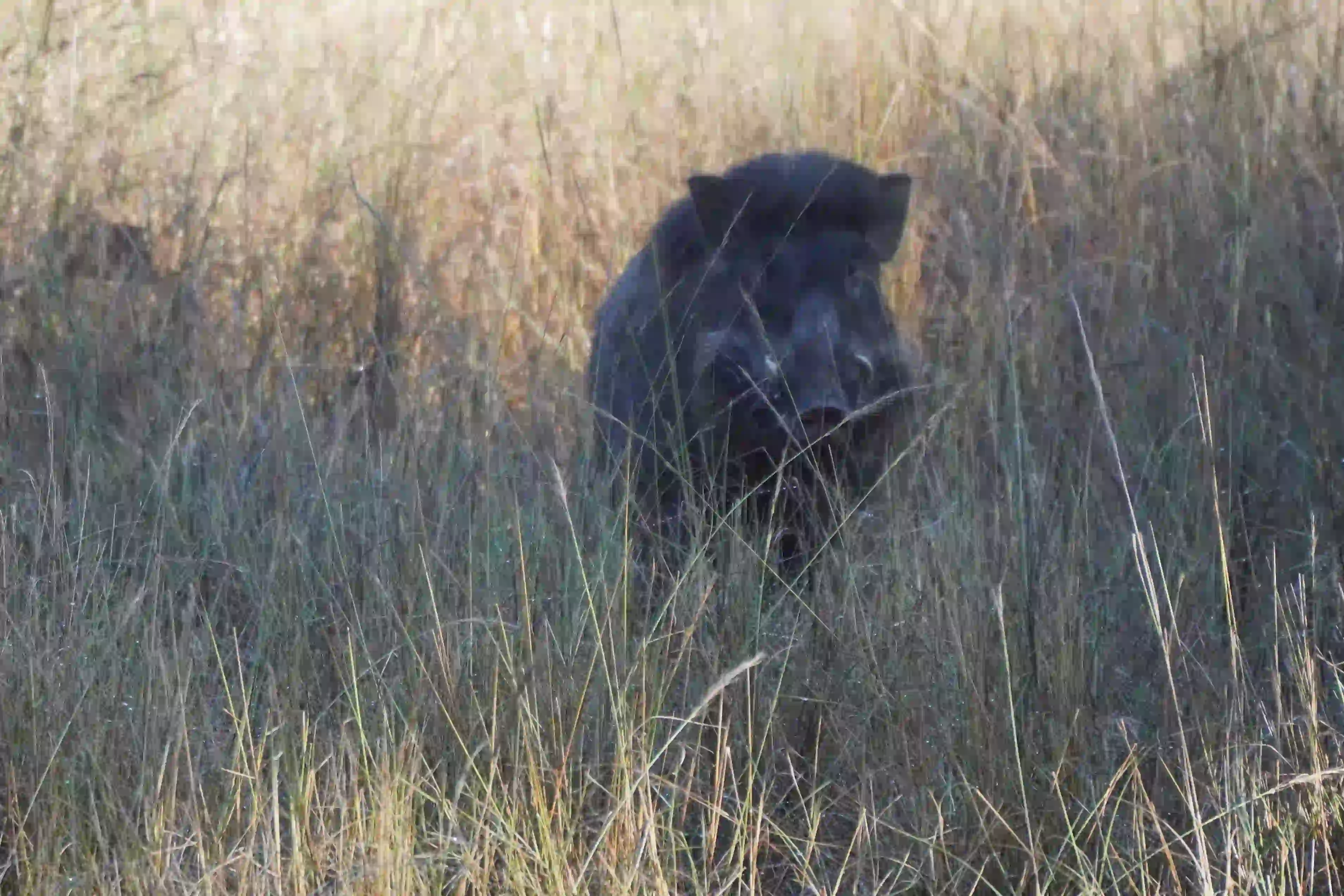 Wild Boar